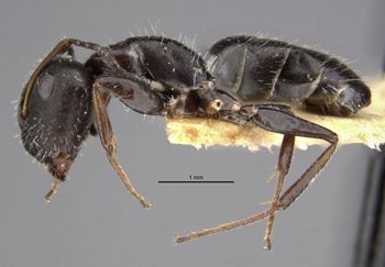 Media type: image;   Entomology 21600 Aspect: habitus lateral view